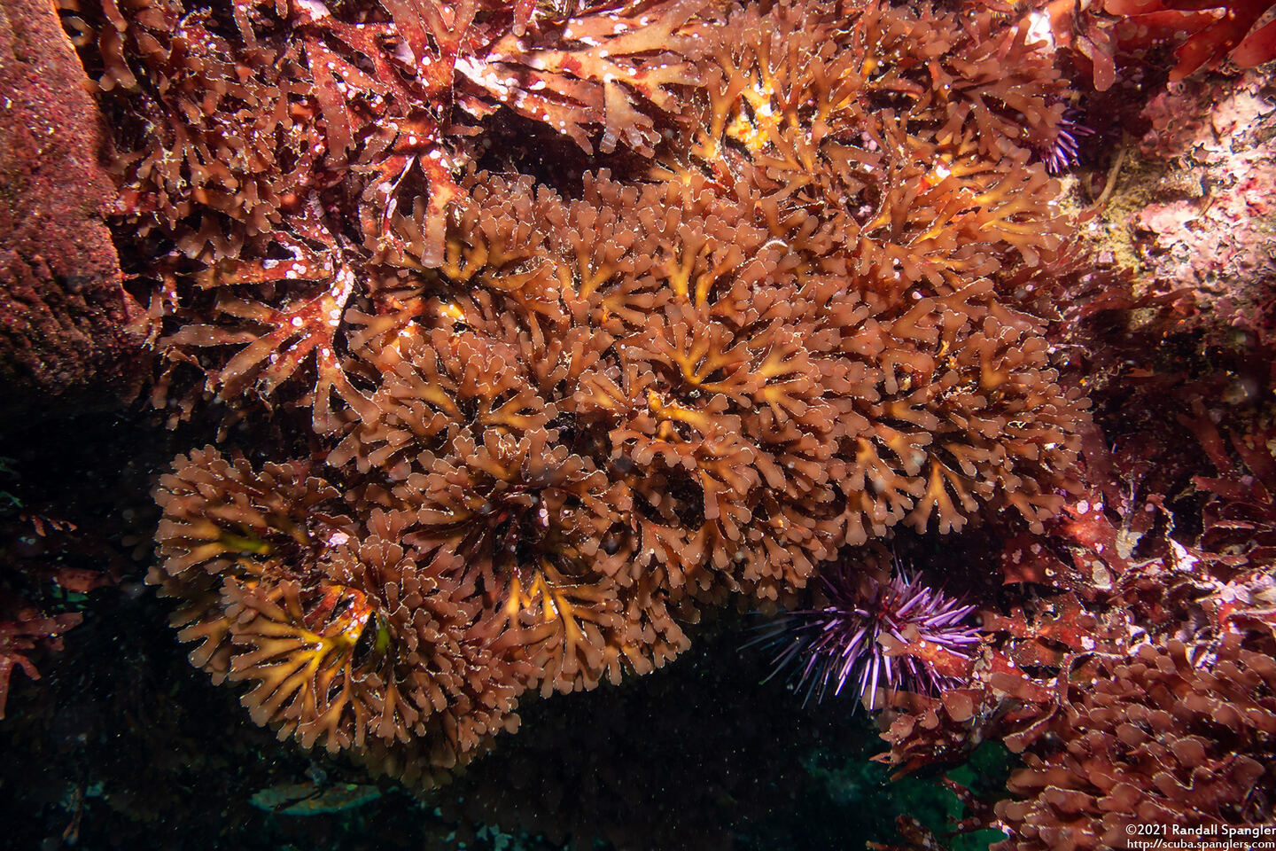 Callophyllis flabellulata (Red Sea Fan)