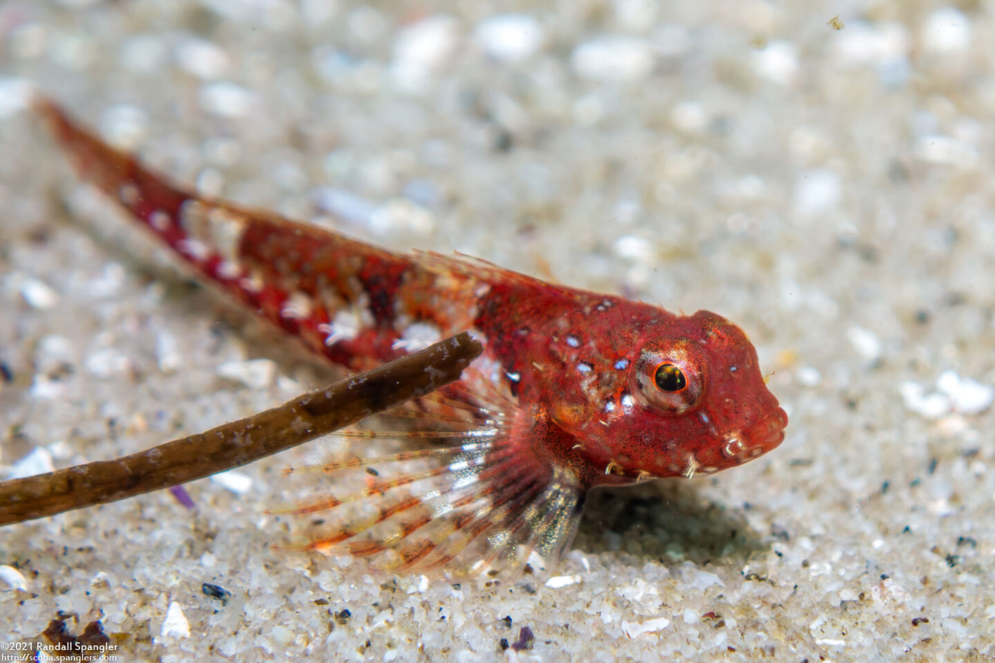 Orthonopias triacis (Snubnose Sculpin)