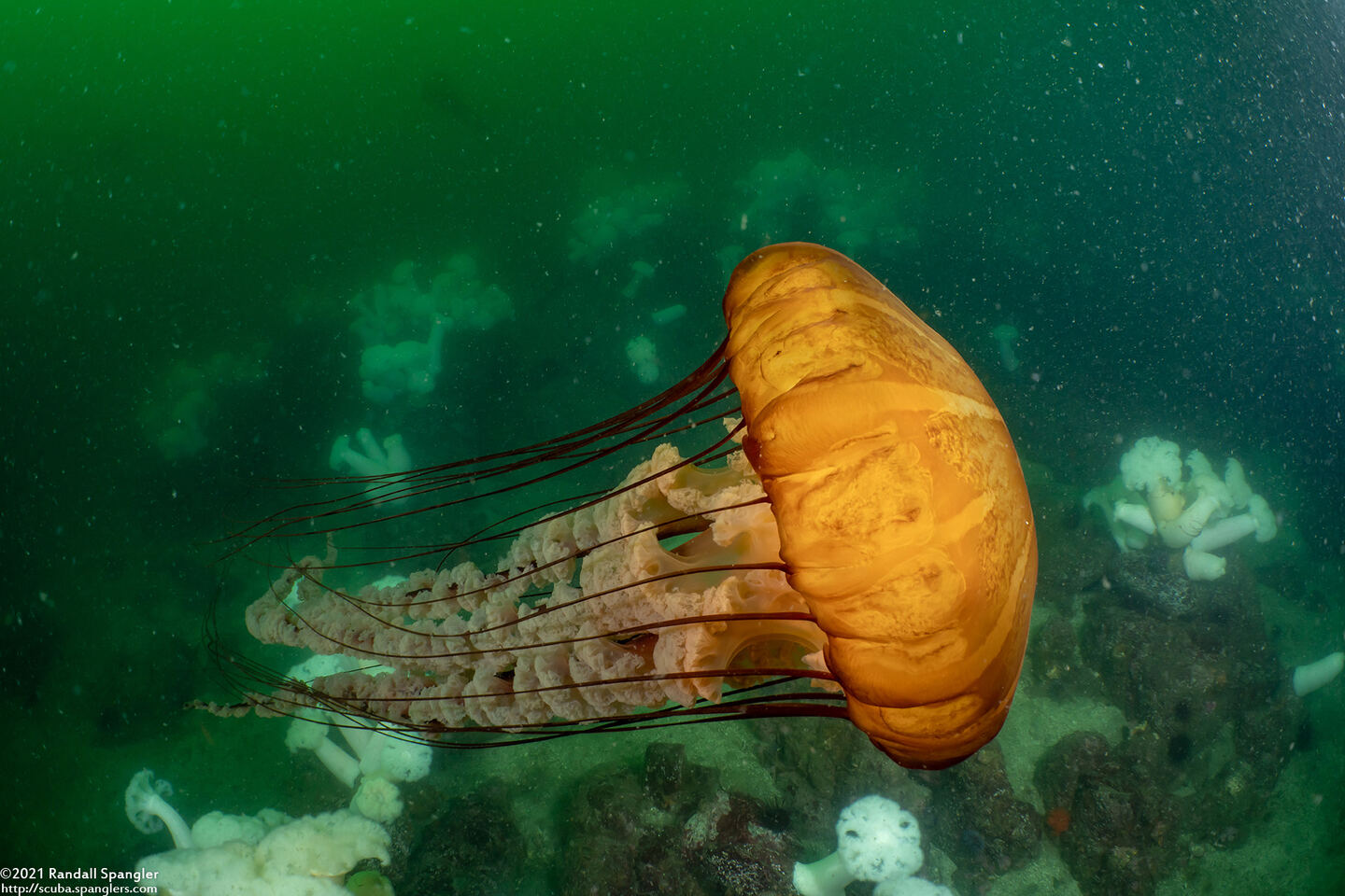 Chrysaora fuscescens (Brown Jellyfish)