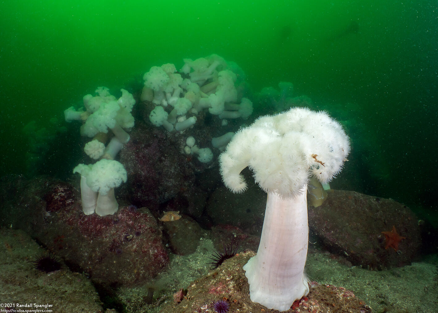 Metridium farcimen (White-Plumed Anemone)