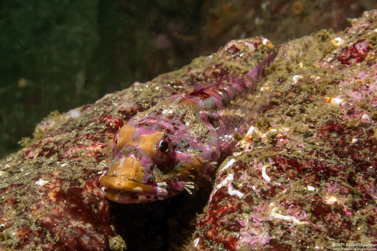 Artedius corallinus (Coralline Sculpin)