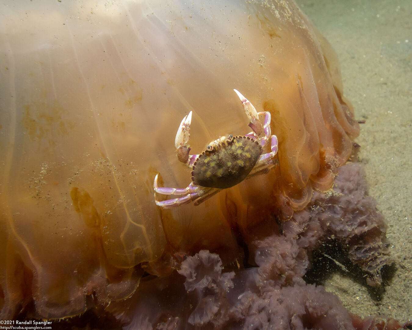 Metacarcinus gracilis (Graceful Crab)