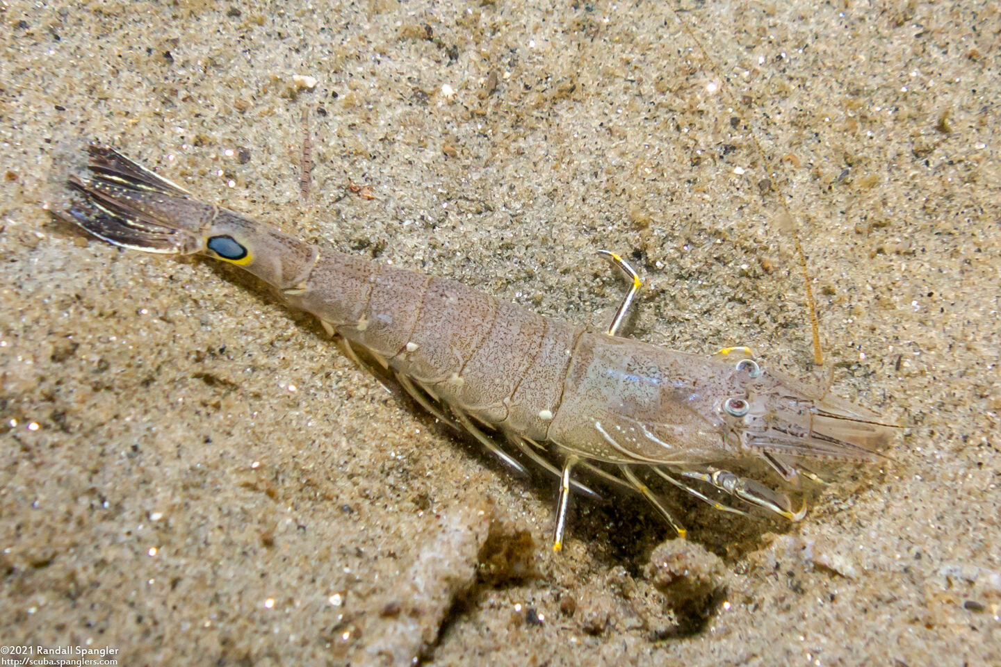 Crangon nigromaculata (Blackspotted Shrimp)