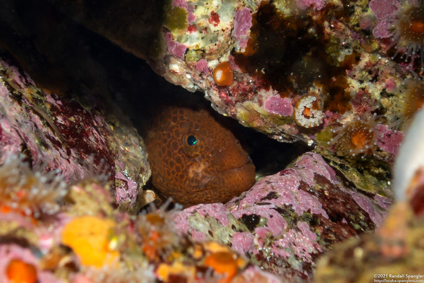 Anarrhichthys ocellatus (Wolf-Eel)