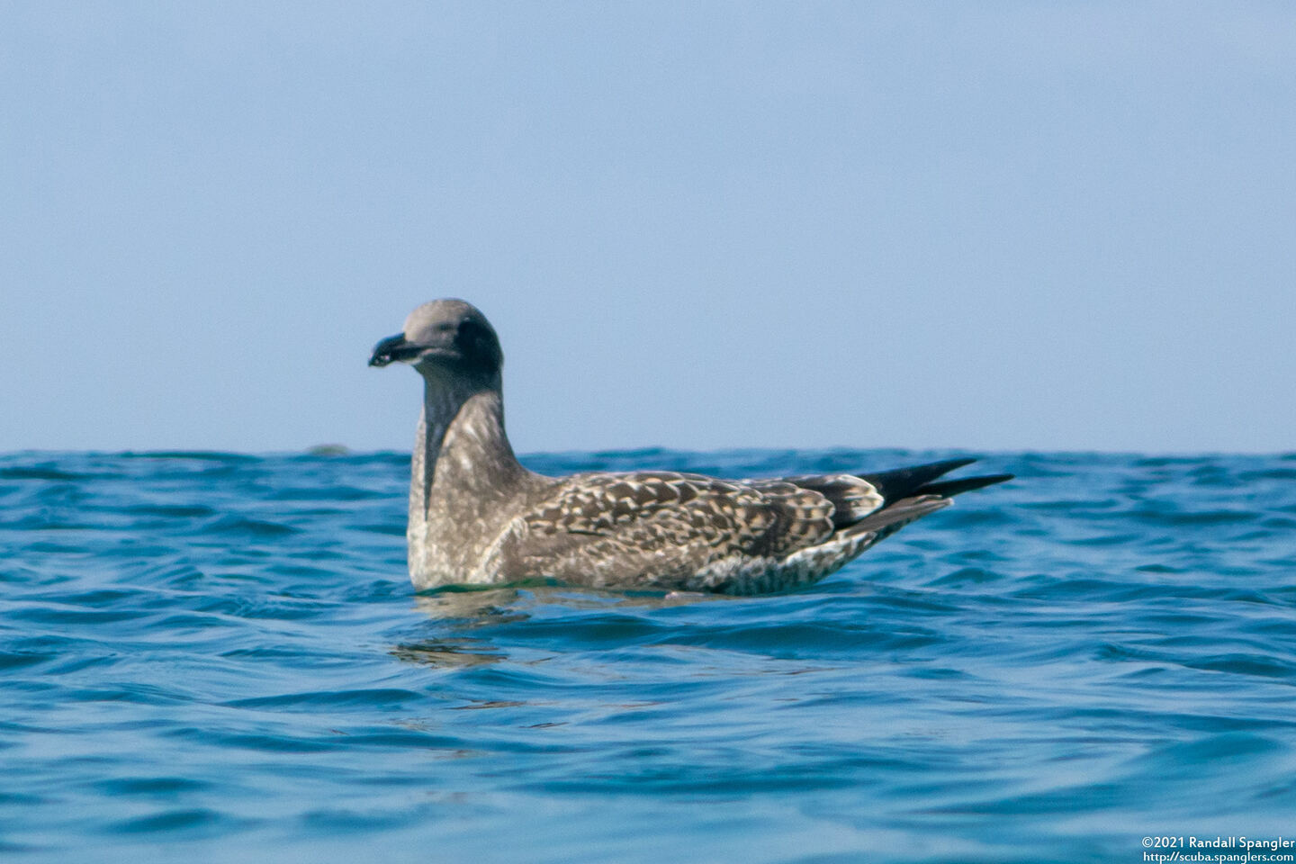 Larus glaucescens (Glaucous-Winged Gull)