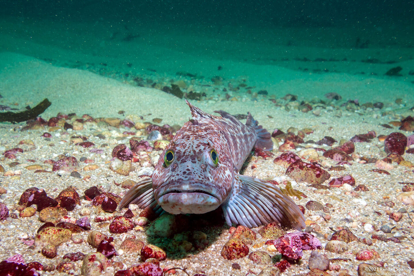 Ophiodon elongatus (Lingcod)