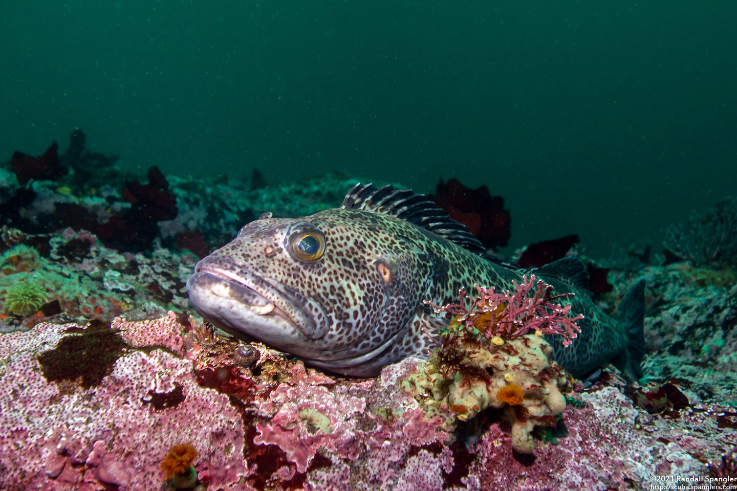 Ophiodon elongatus (Lingcod)
