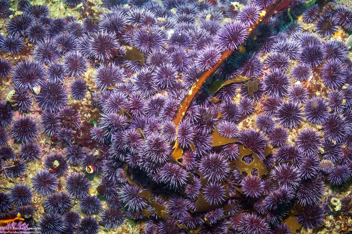 Strongylocentrotus purpuratus (Purple Sea Urchin)