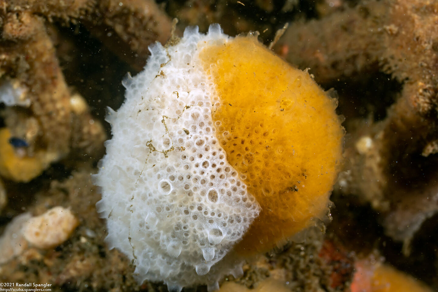 Aplidium californicum (Sea Pork)