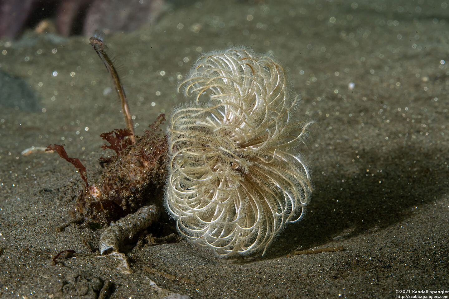 Eudistylia polymorpha (Feather Duster Worm)