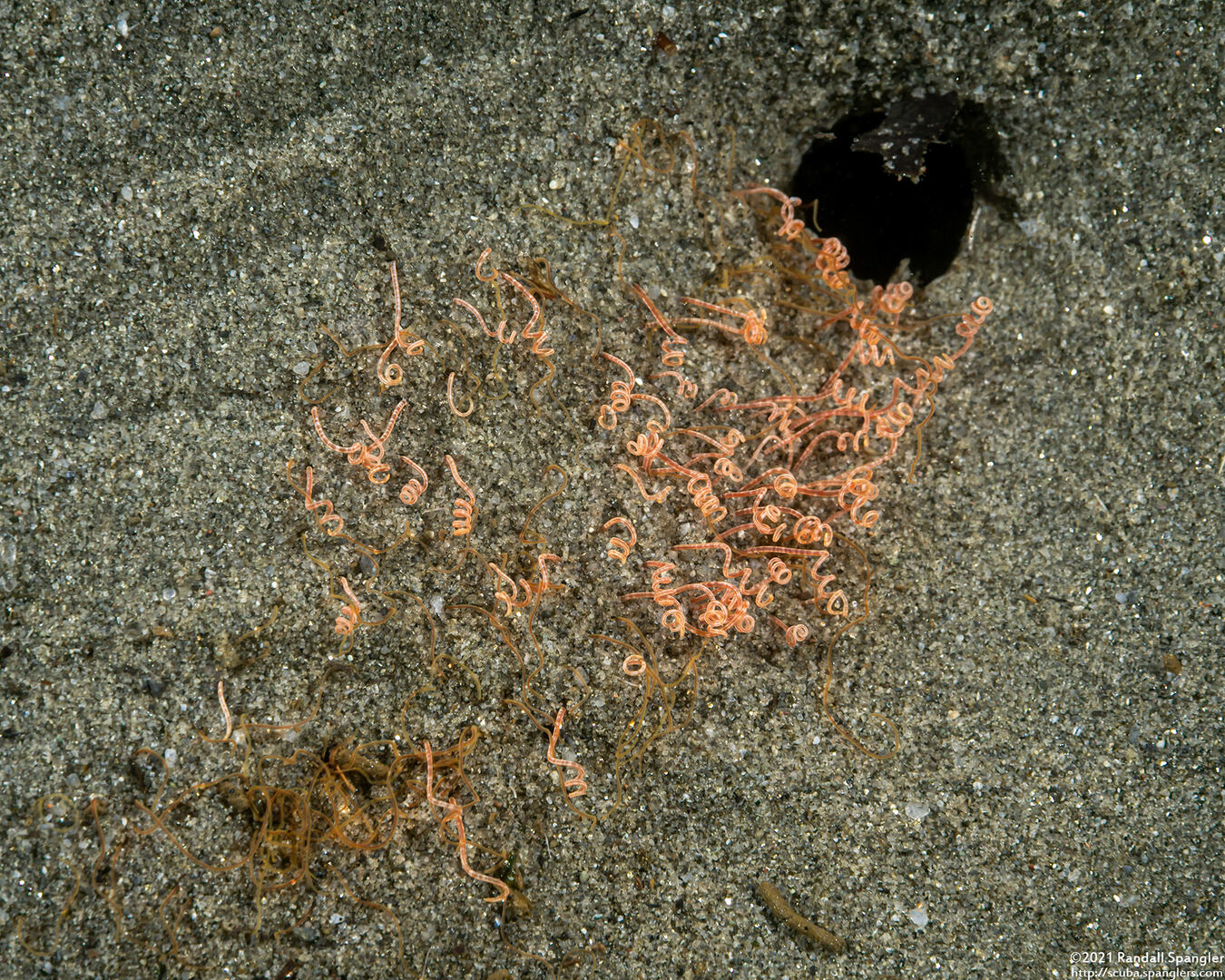 Cirriformia sp.1 (Cirriformia sp.1)