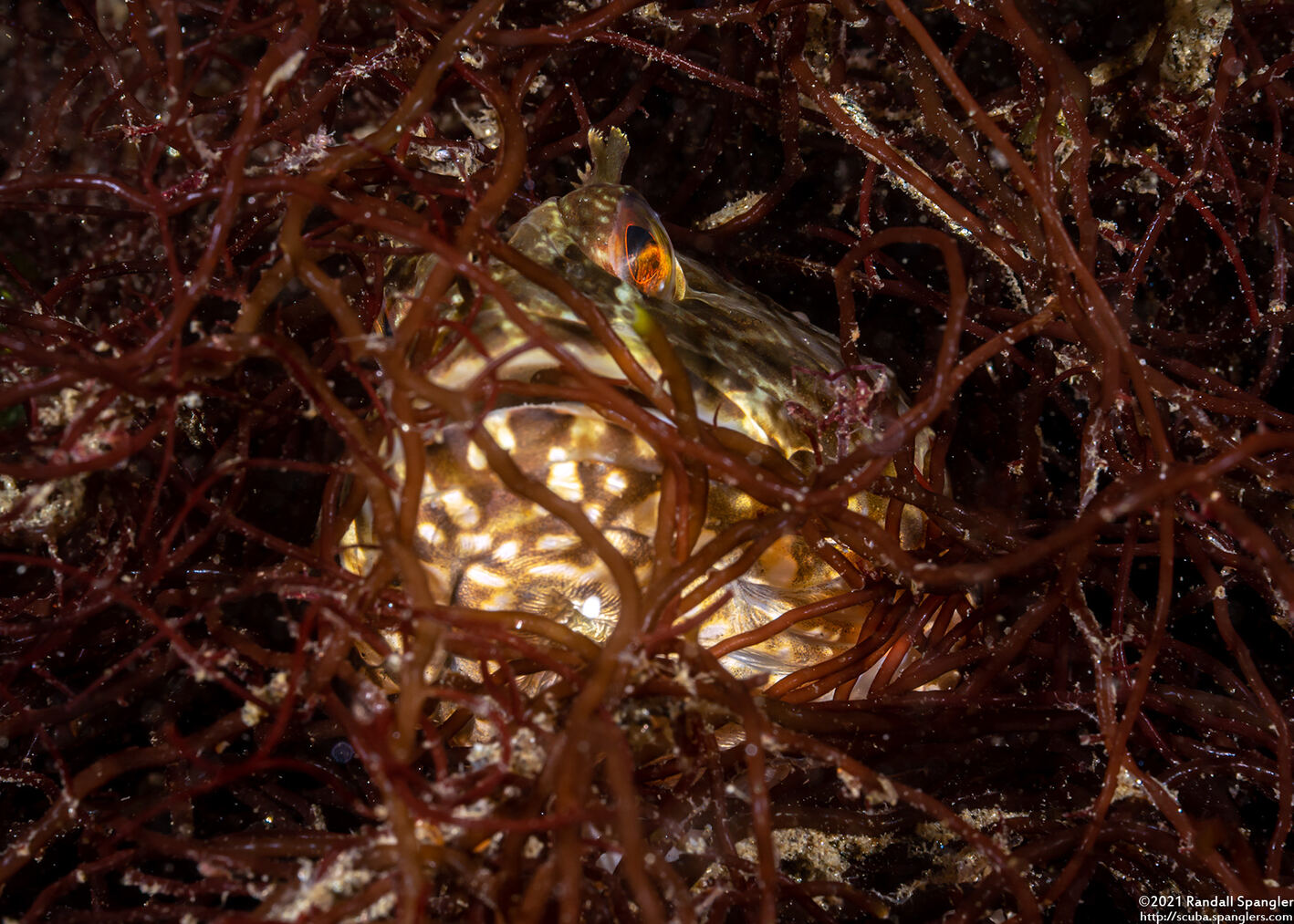 Scorpaenichthys marmoratus (Cabezon)