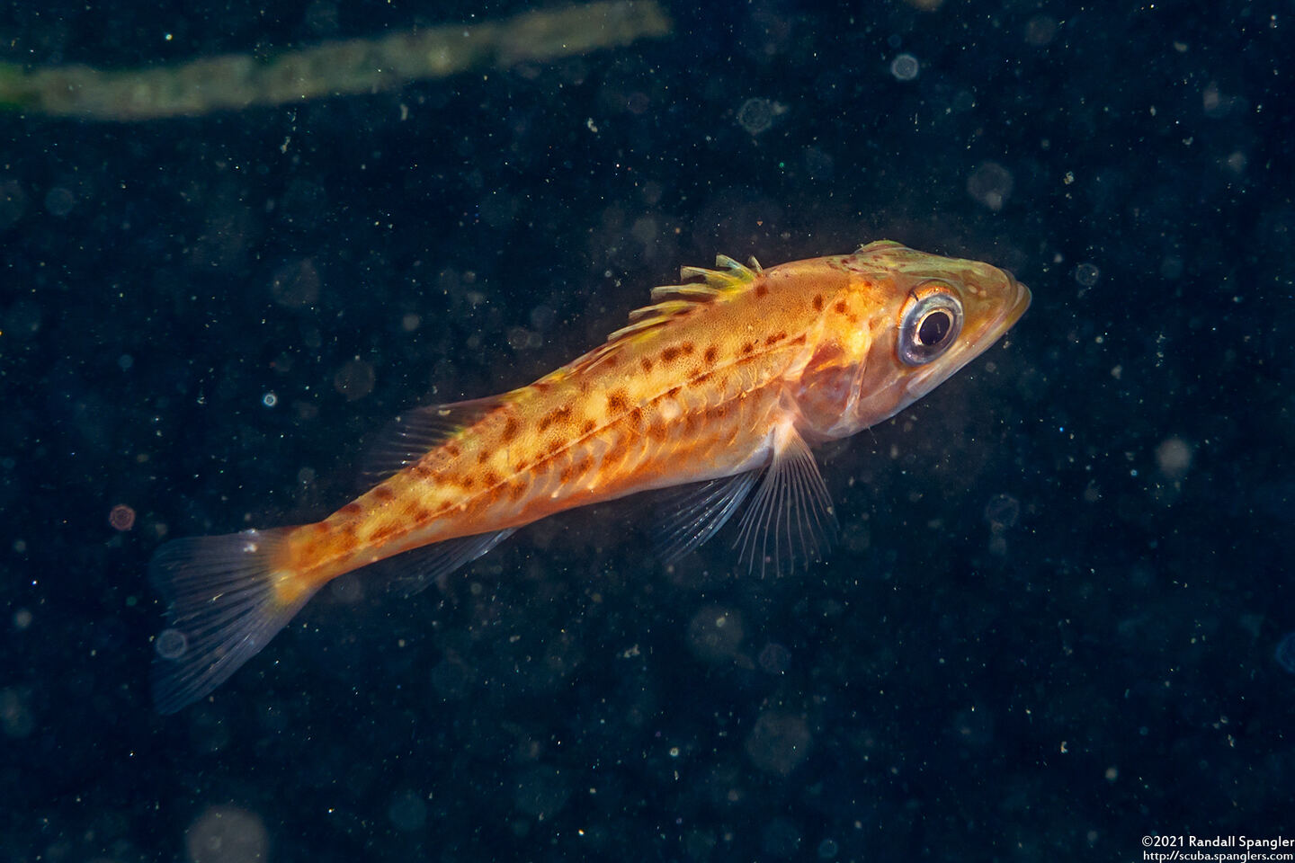 Sebastes paucispinis (Bocaccio)