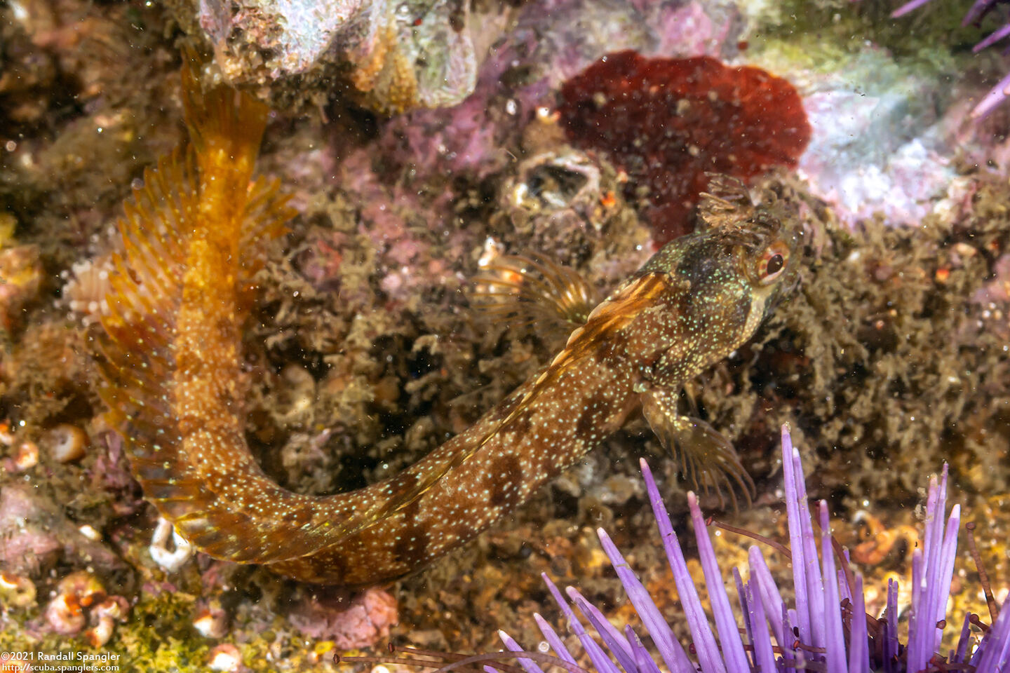 Neoclinus stephensae (Yellowfin Fringehead)