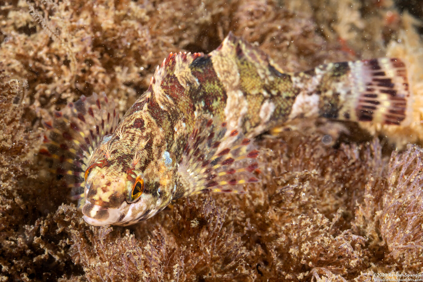 Oxylebius pictus (Painted Greenling)