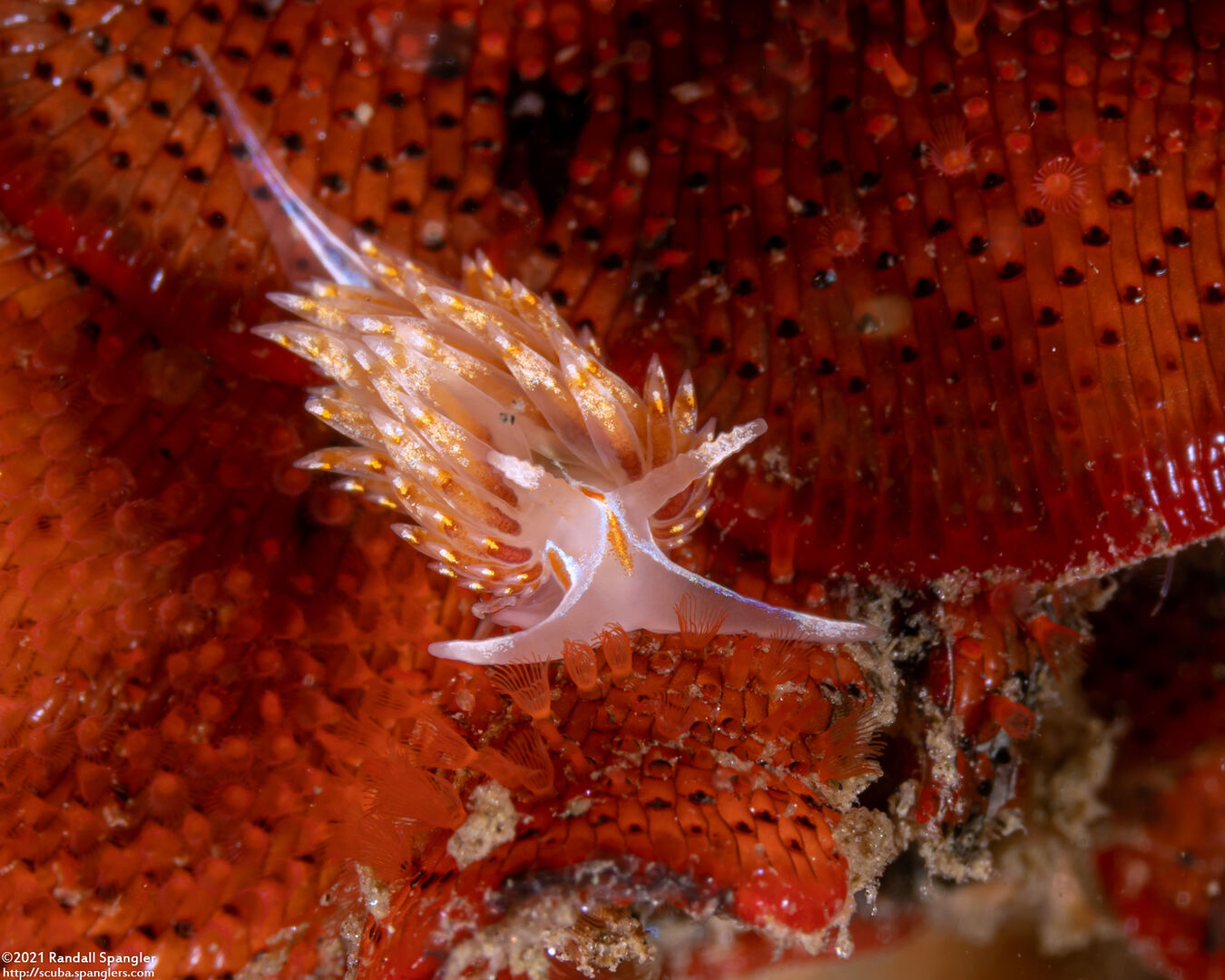 Hermissenda opalescens (Opalescent Nudibranch)