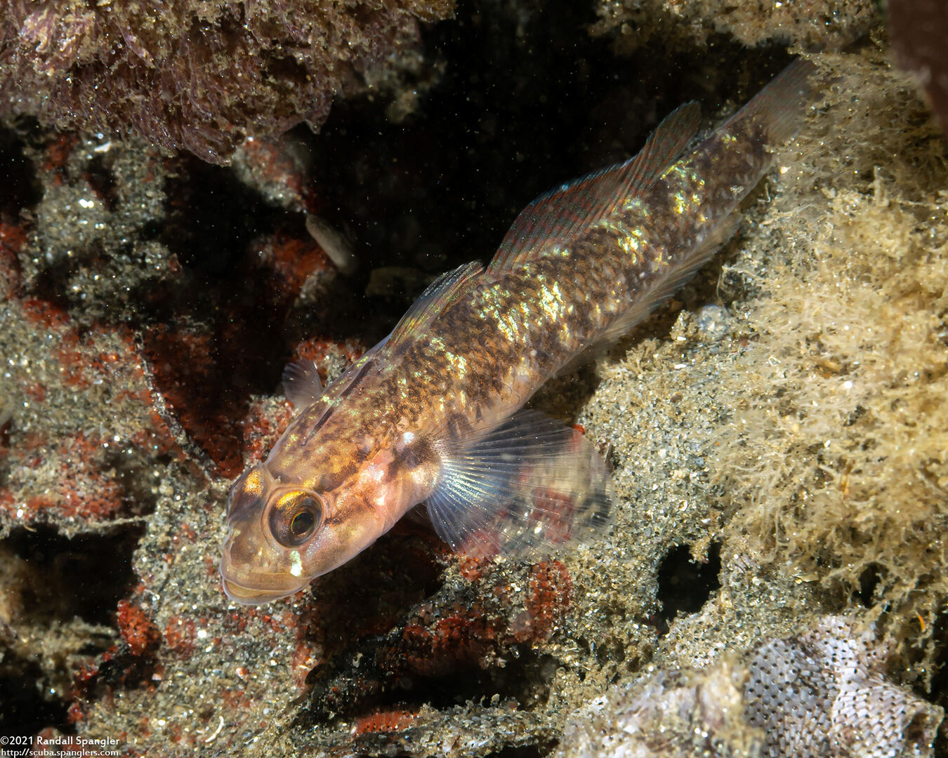 Rhinogobiops nicholsii (Blackeye Goby)