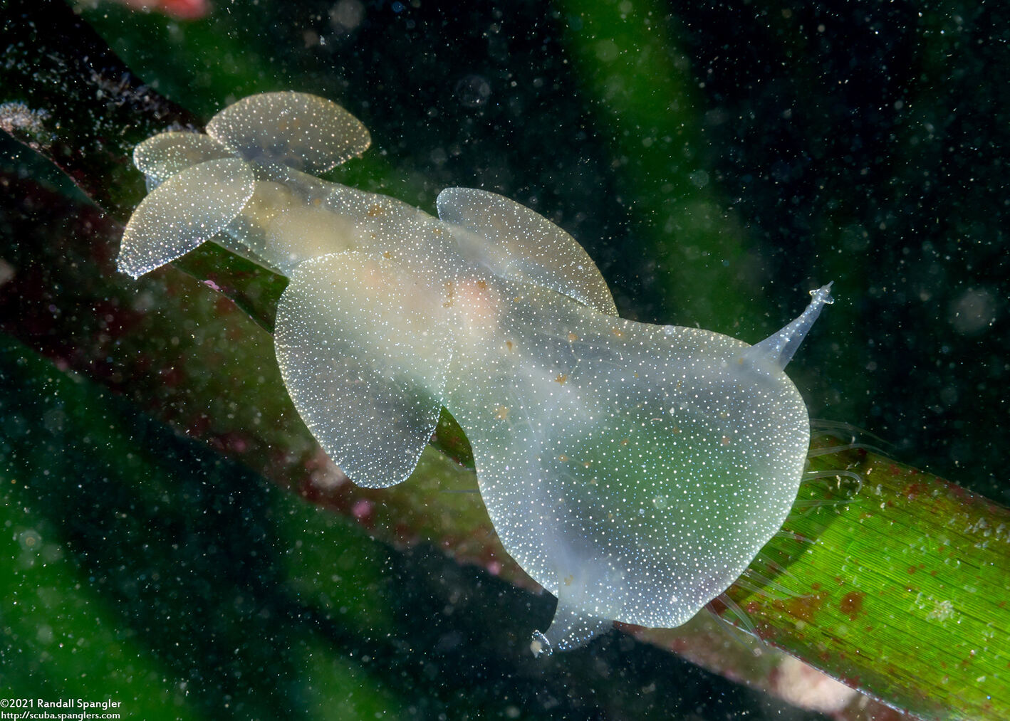 Melibe leonina (Lion's Mane Nudibranch)