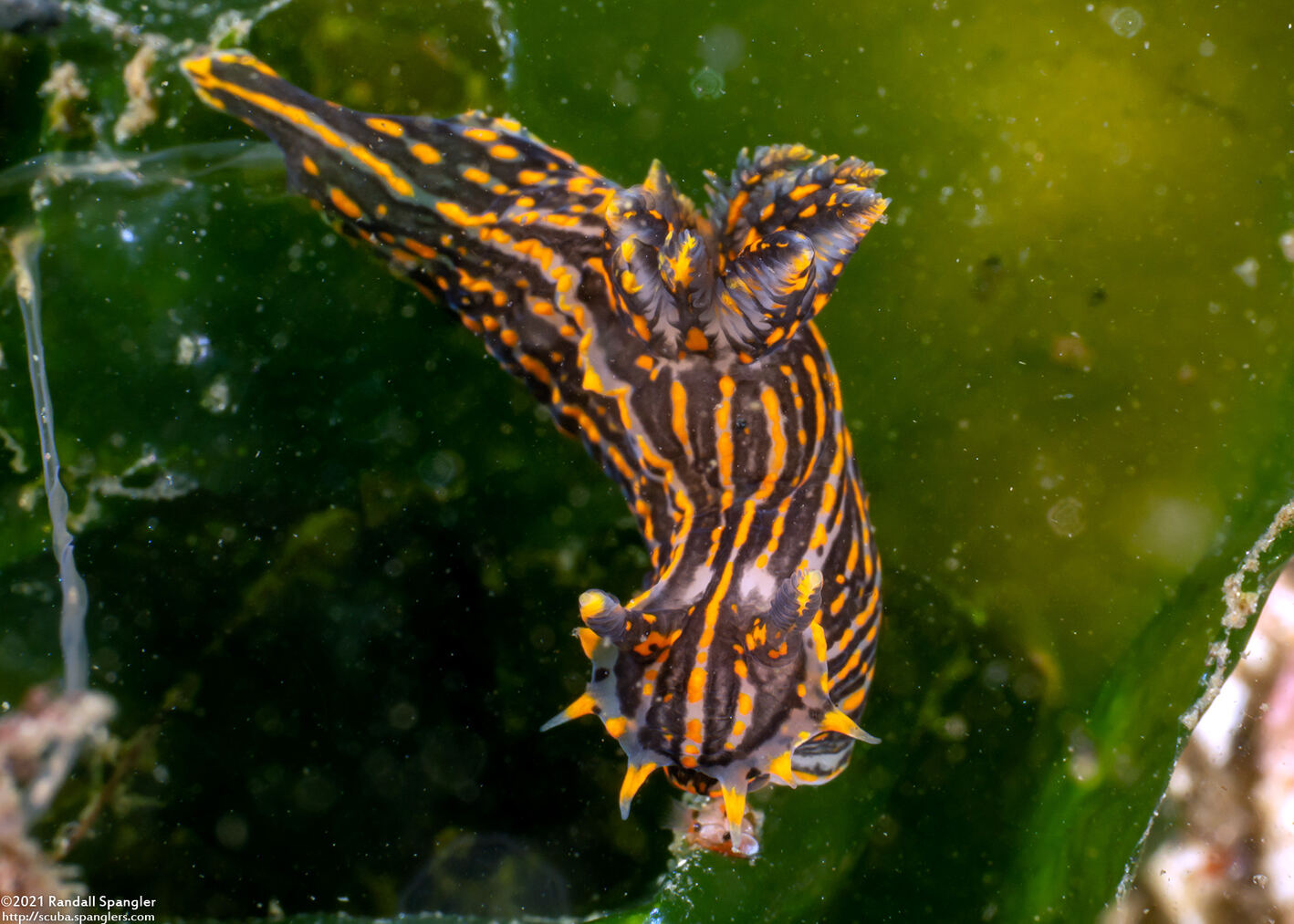 Polycera atra (Black Dorid)
