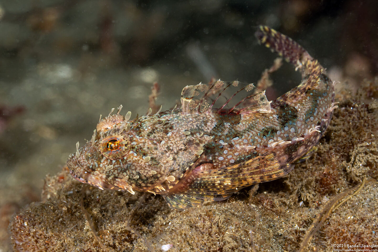 Artedius corallinus (Coralline Sculpin)