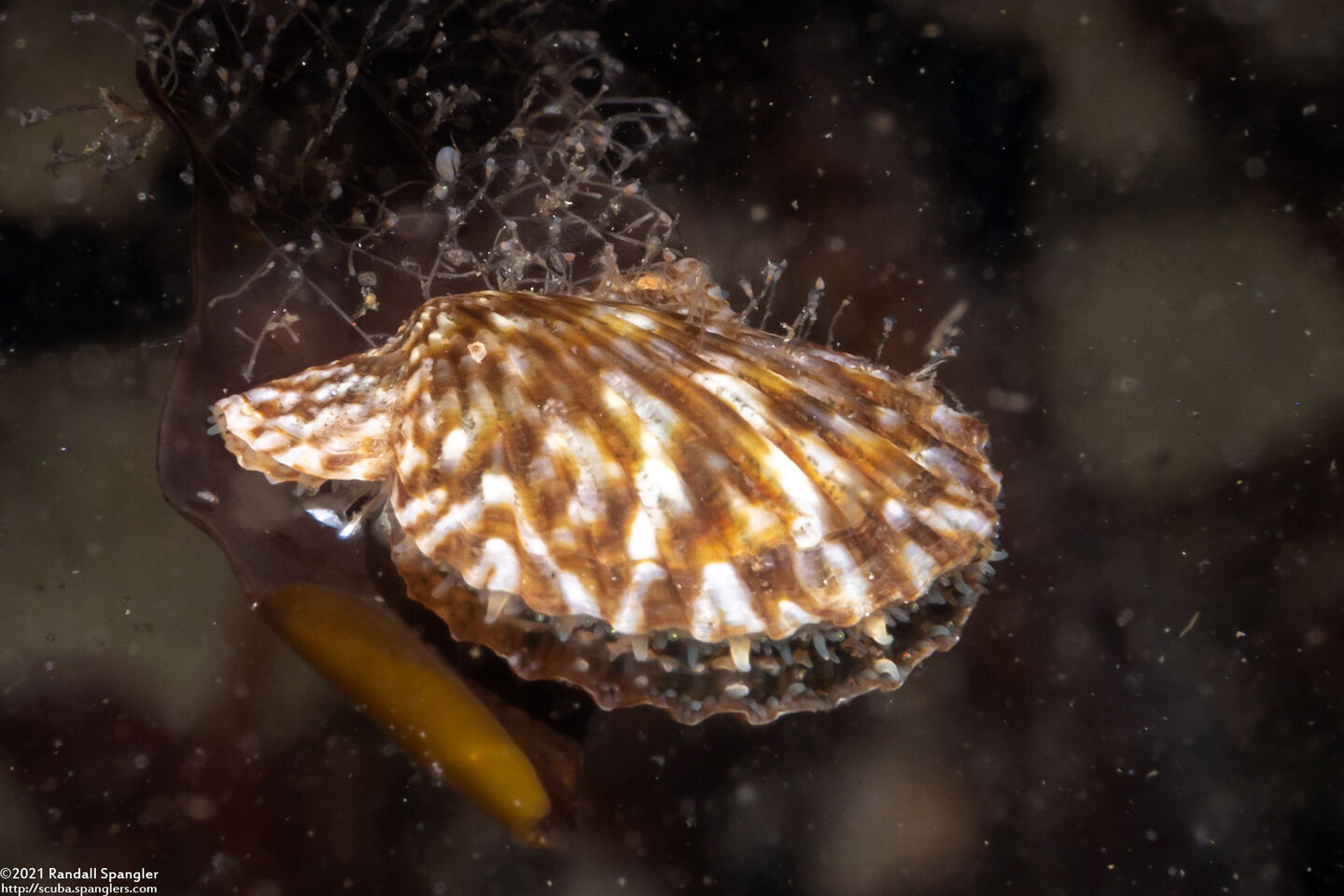 Leptopecten latiauratus (Kelp Scallop)