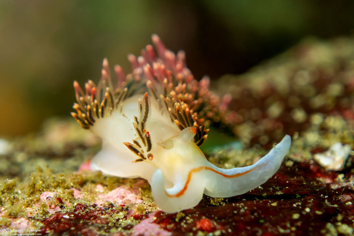 Phidiana hiltoni (Hilton's Aeolid)