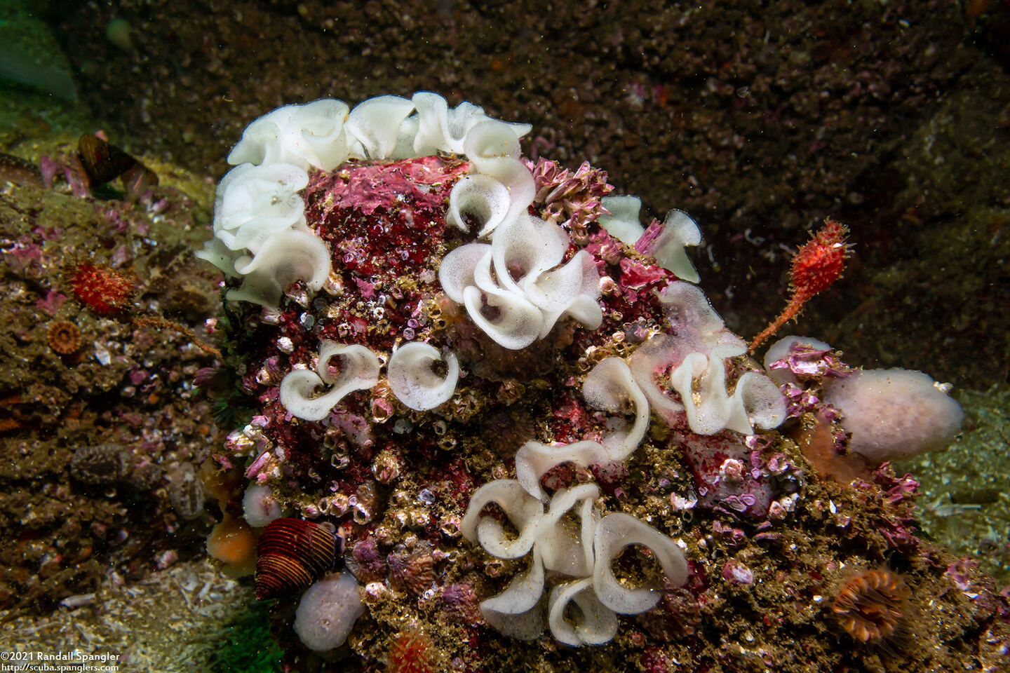 Onchidoris bilamellata (Barnacle-Eating Dorid)