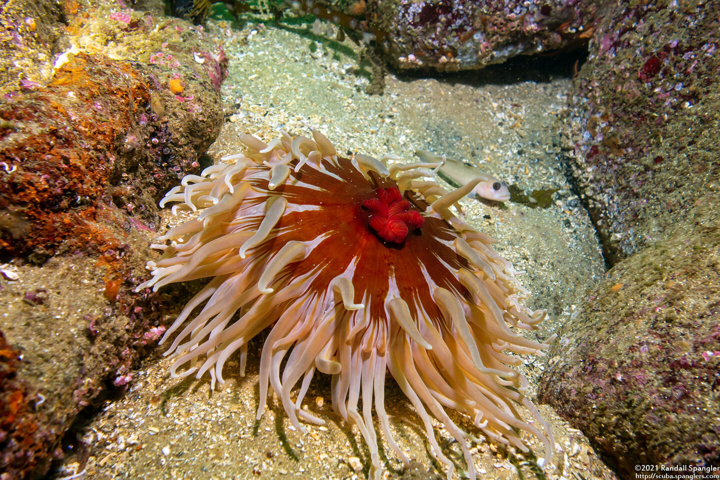 Urticina columbiana (Sand-Rose Anemone)