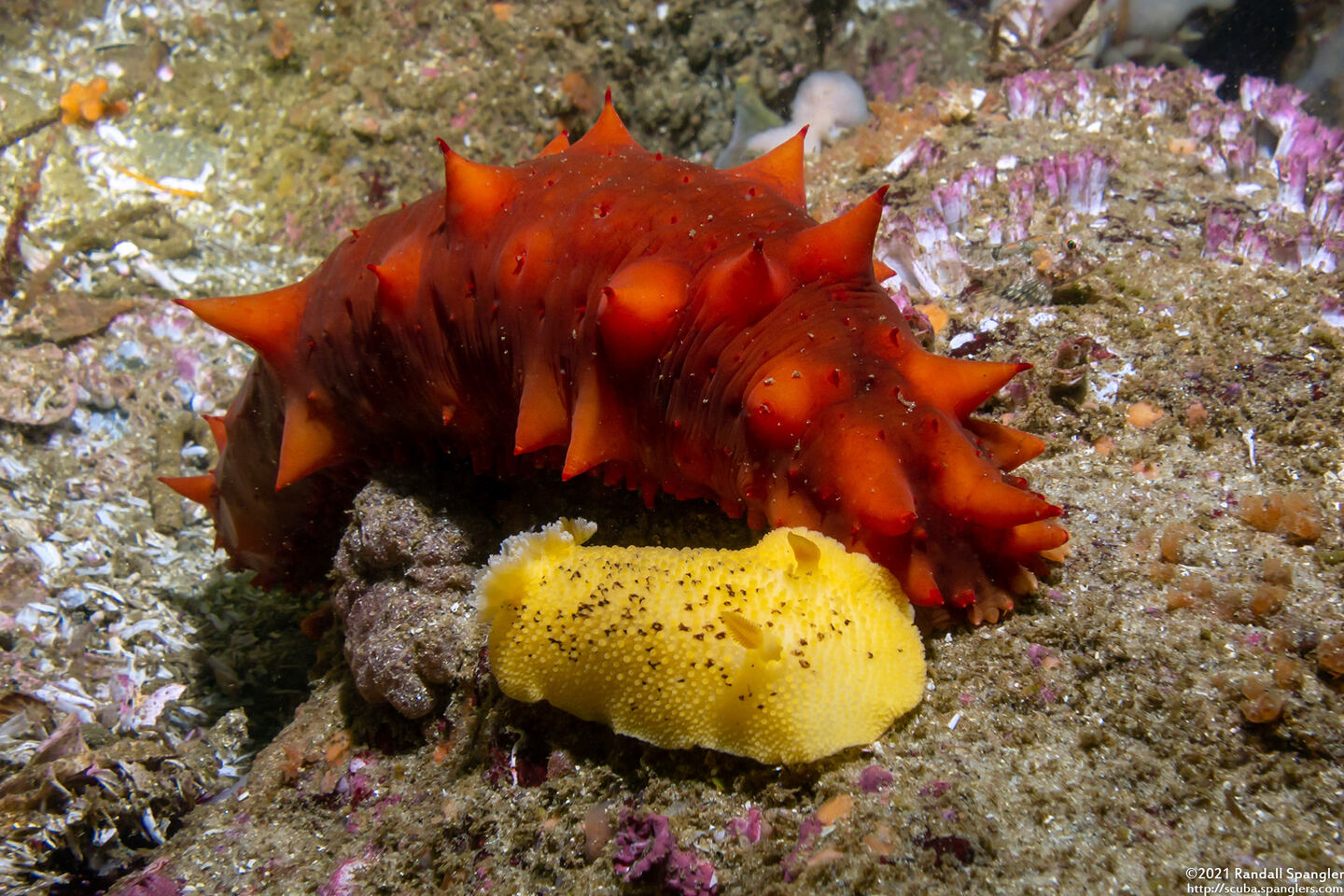 Parastichopus californicus (California Sea Cucumber)