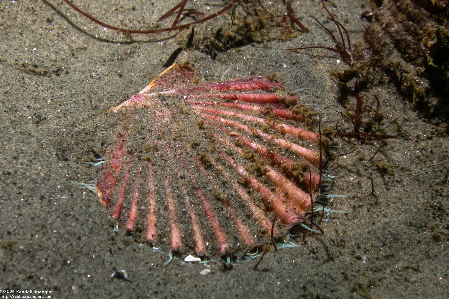 Patinopecten caurinus (Giant Pacific Scallop)