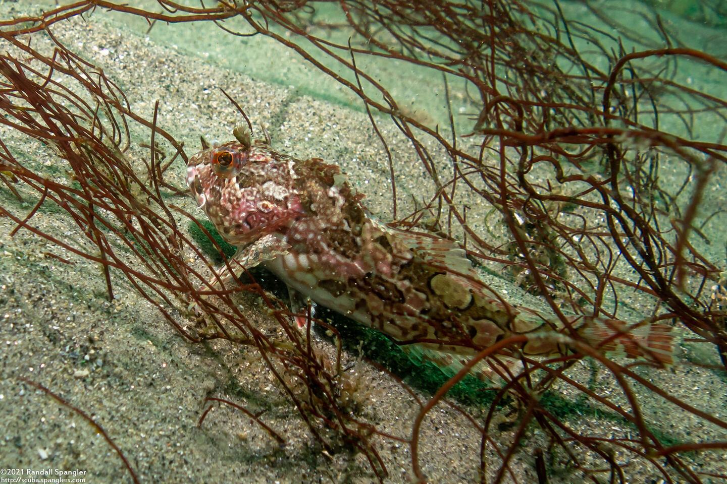 Scorpaenichthys marmoratus (Cabezon)