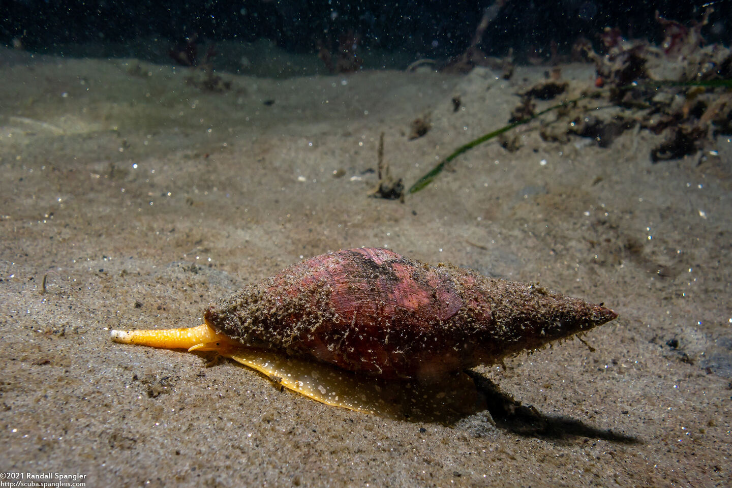Megasurcula carpenteriana (Carpenter's Turrid)