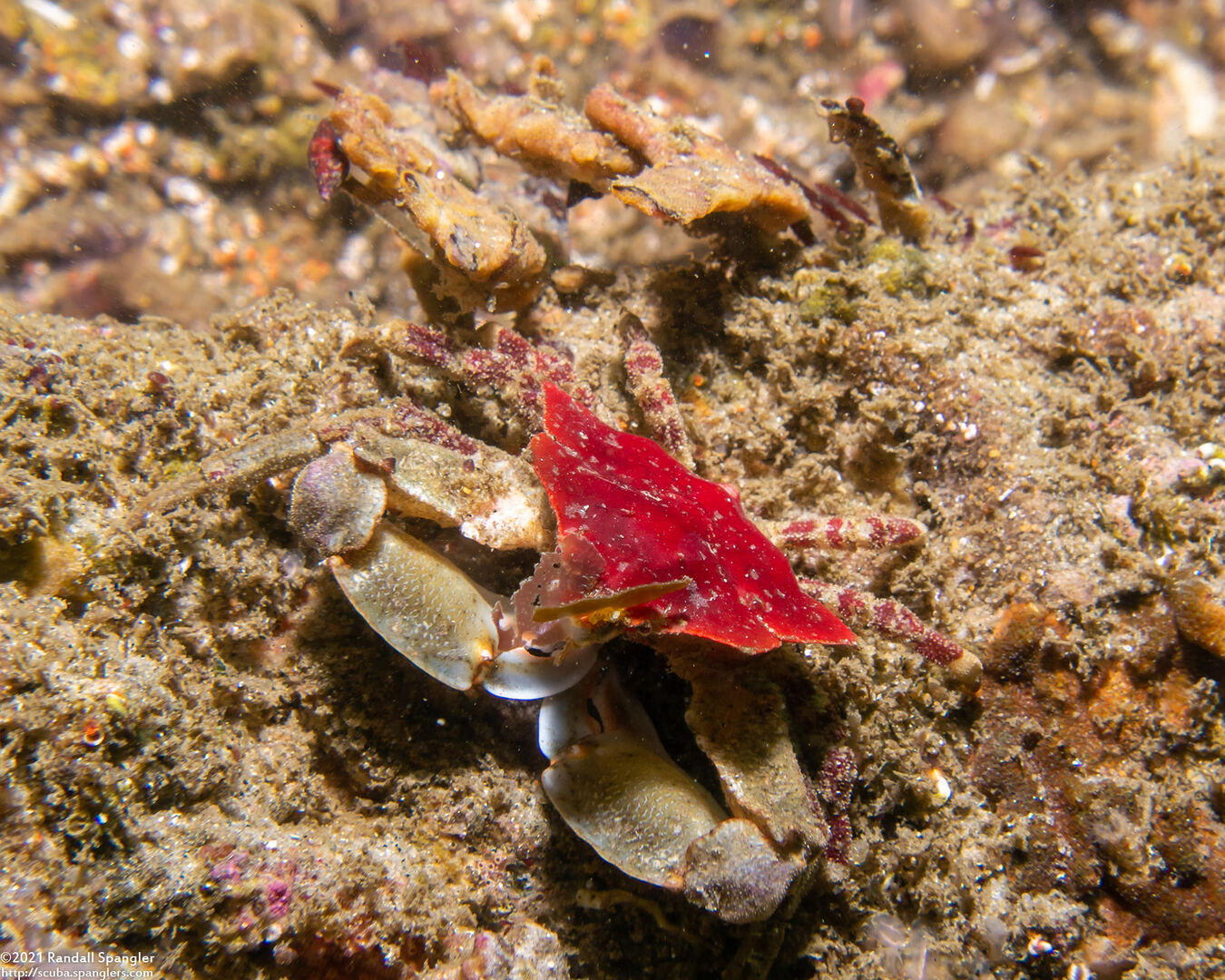 Pugettia foliata (Foliate Kelp Crab)