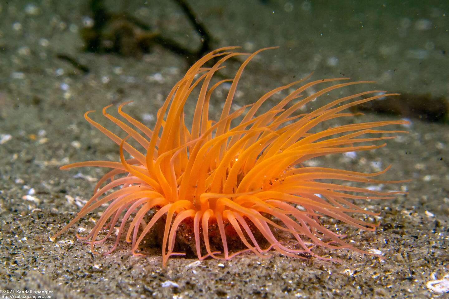 Pachycerianthus fimbriatus (Tube-Dwelling Anemone)