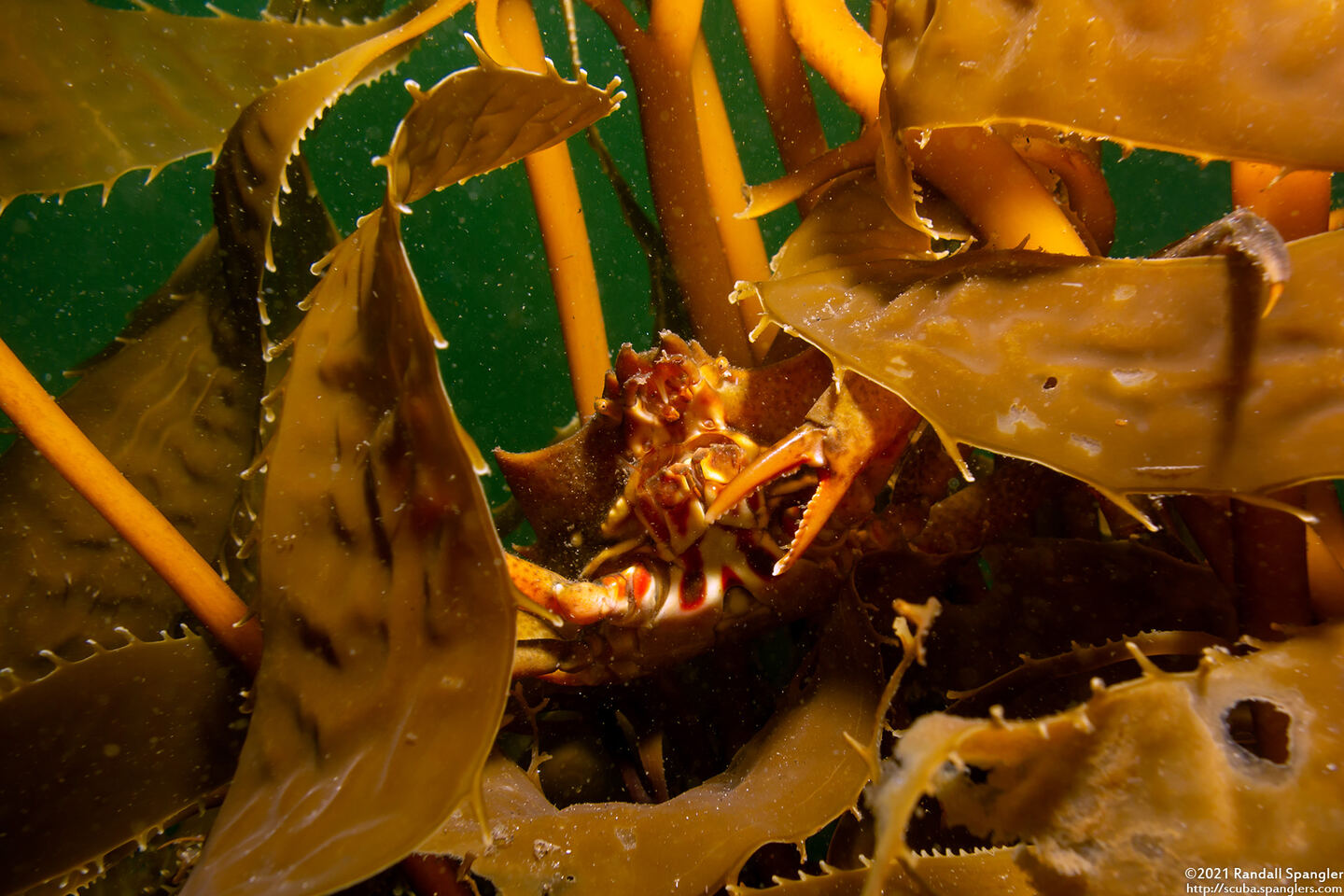 Pugettia producta (Northern Kelp Crab)