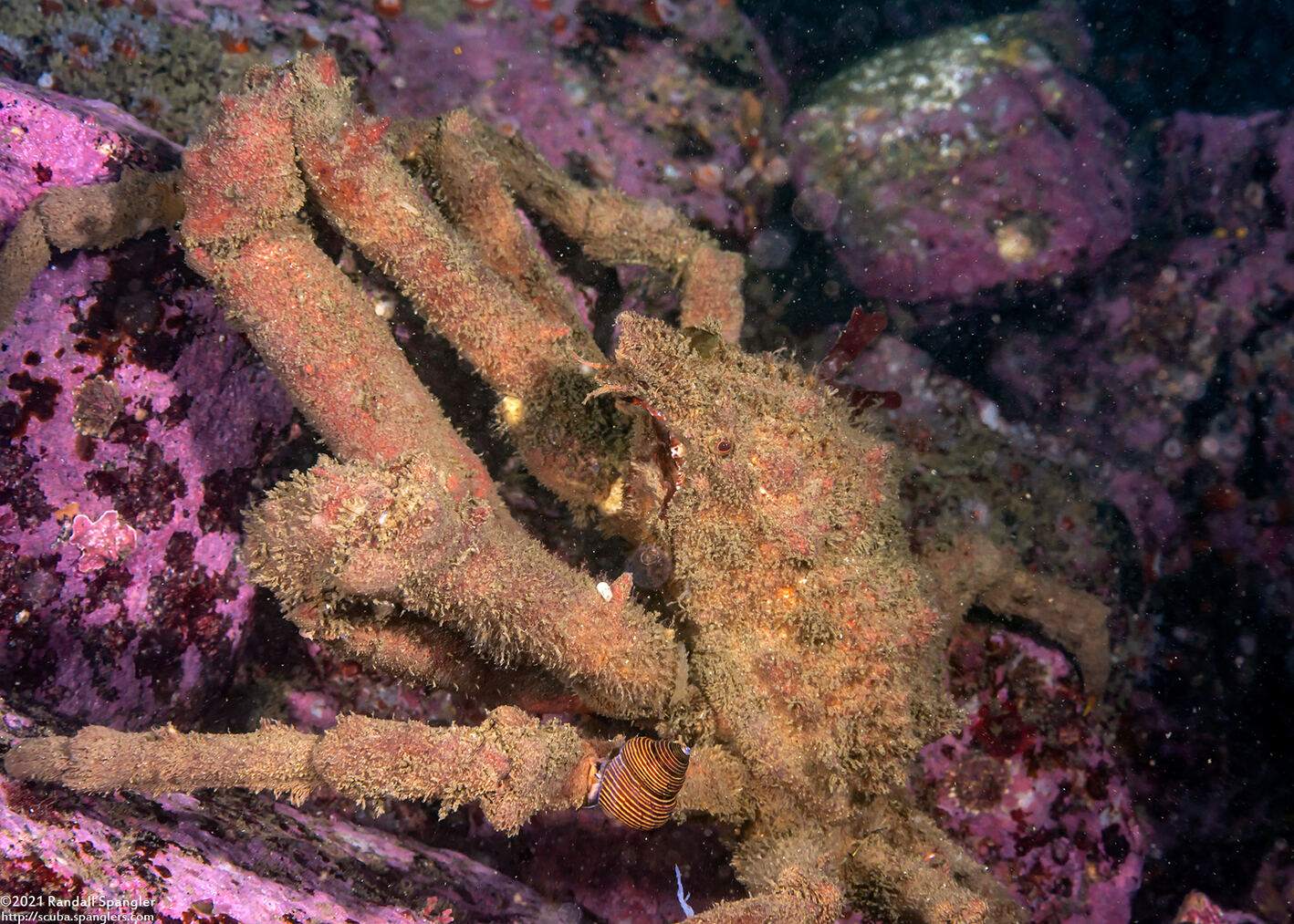 Loxorhynchus crispatus (Masking Crab)