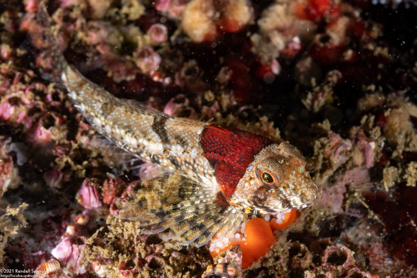 Orthonopias triacis (Snubnose Sculpin)