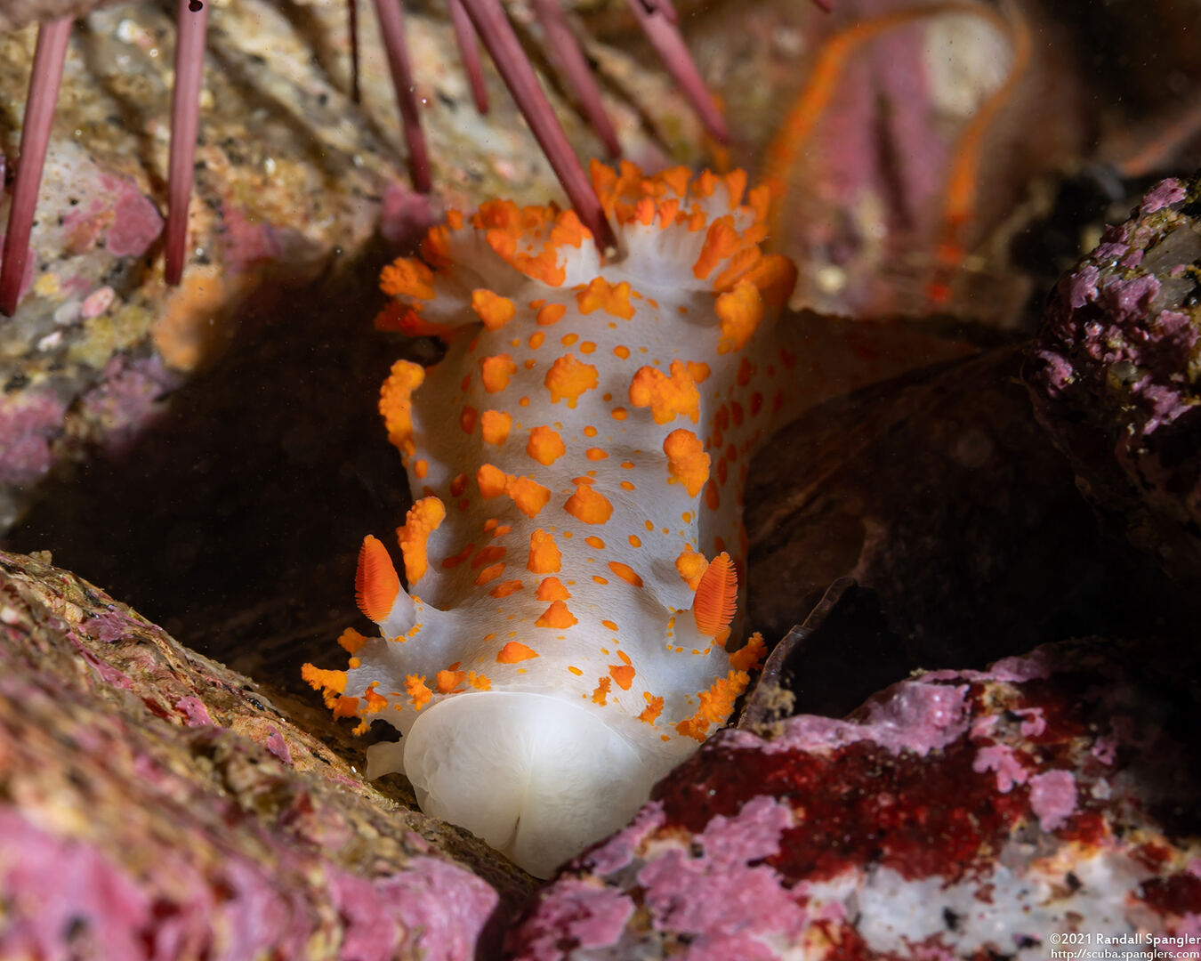 Triopha catalinae (Catalina Triopha)