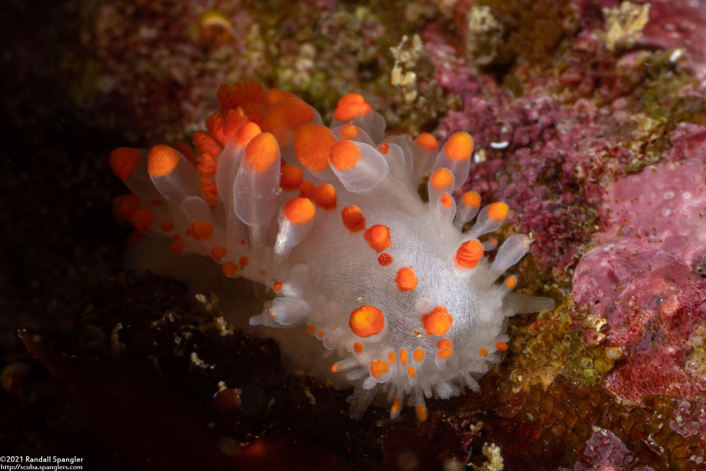 Limacia mcdonaldi (McDonald's Dorid)