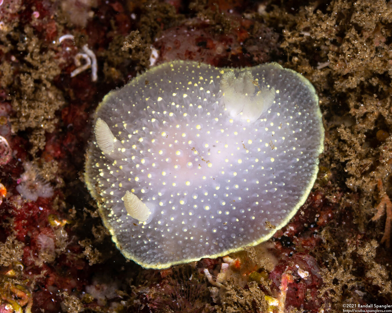 Acanthodoris hudsoni (Hudson's Horned Dorid)