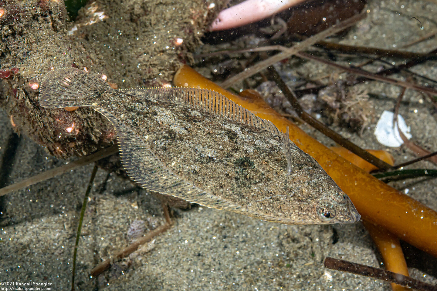 Citharichthys stigmaeus (Speckled Sanddab)