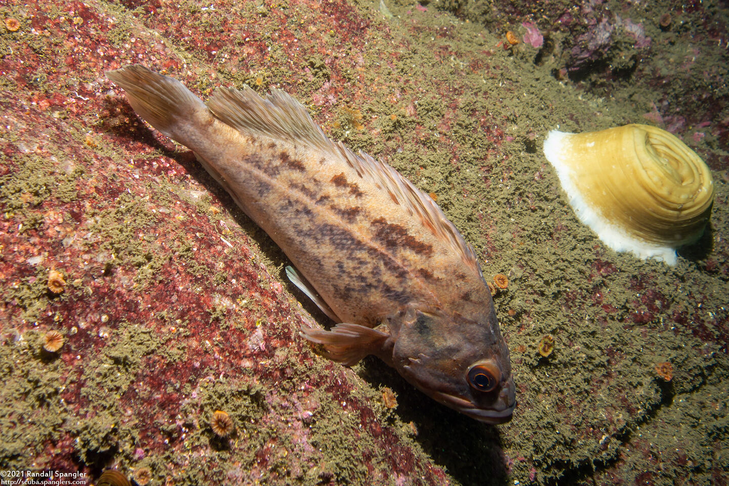 Sebastes auriculatus (Brown Rockfish)