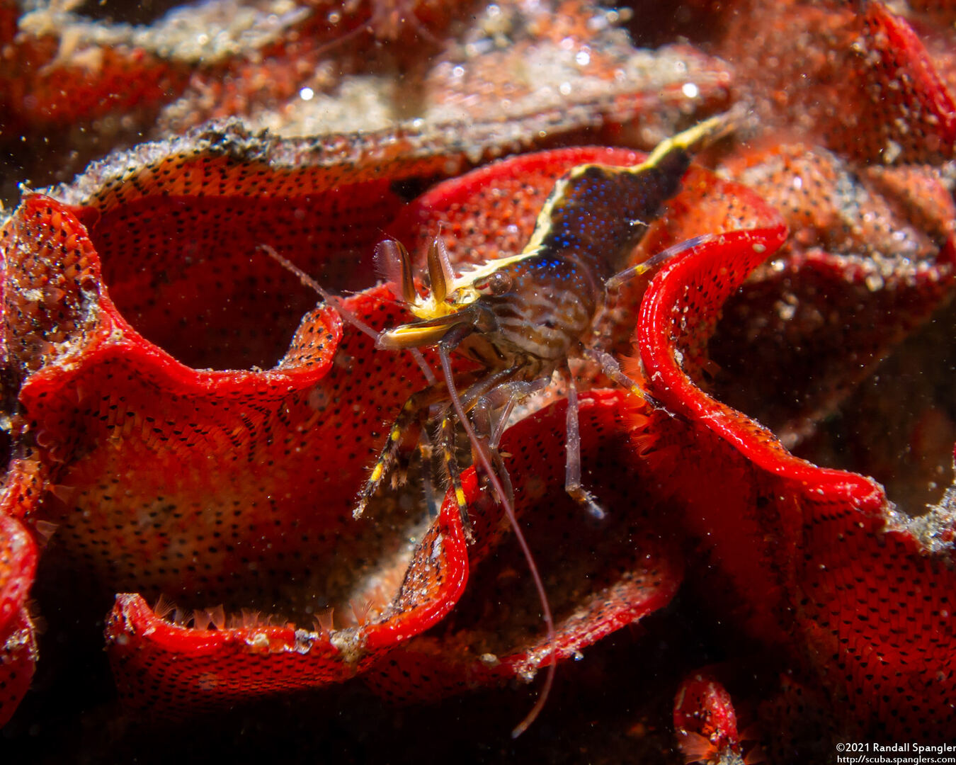 Heptacarpus palpator (Intertidal Coastal Shrimp)