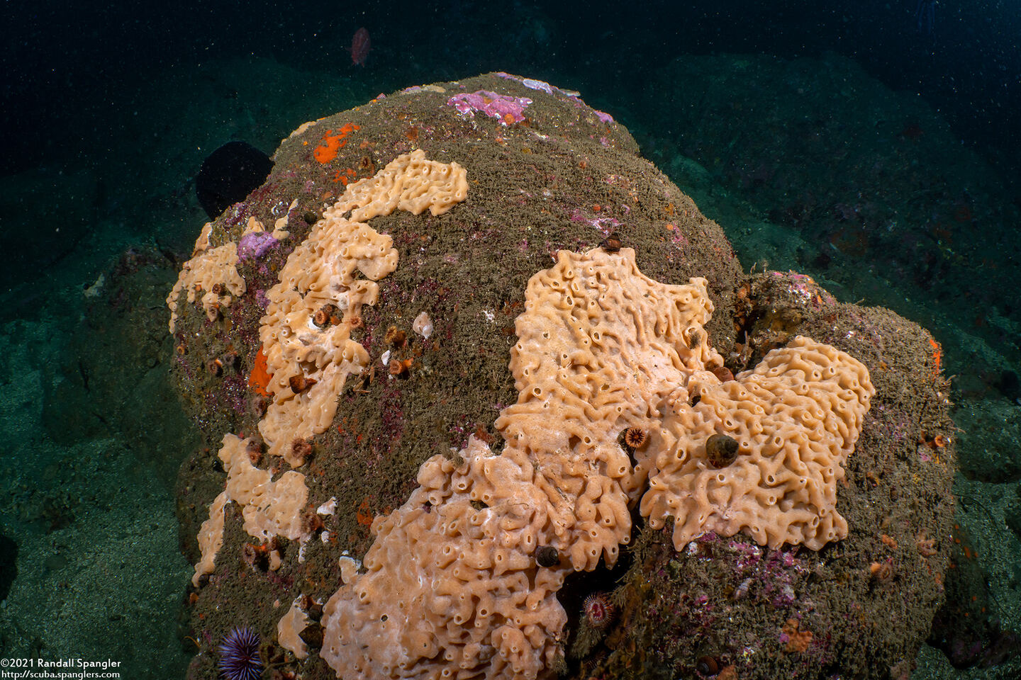 Didemnum sp.9 (Didemnum sp.9)