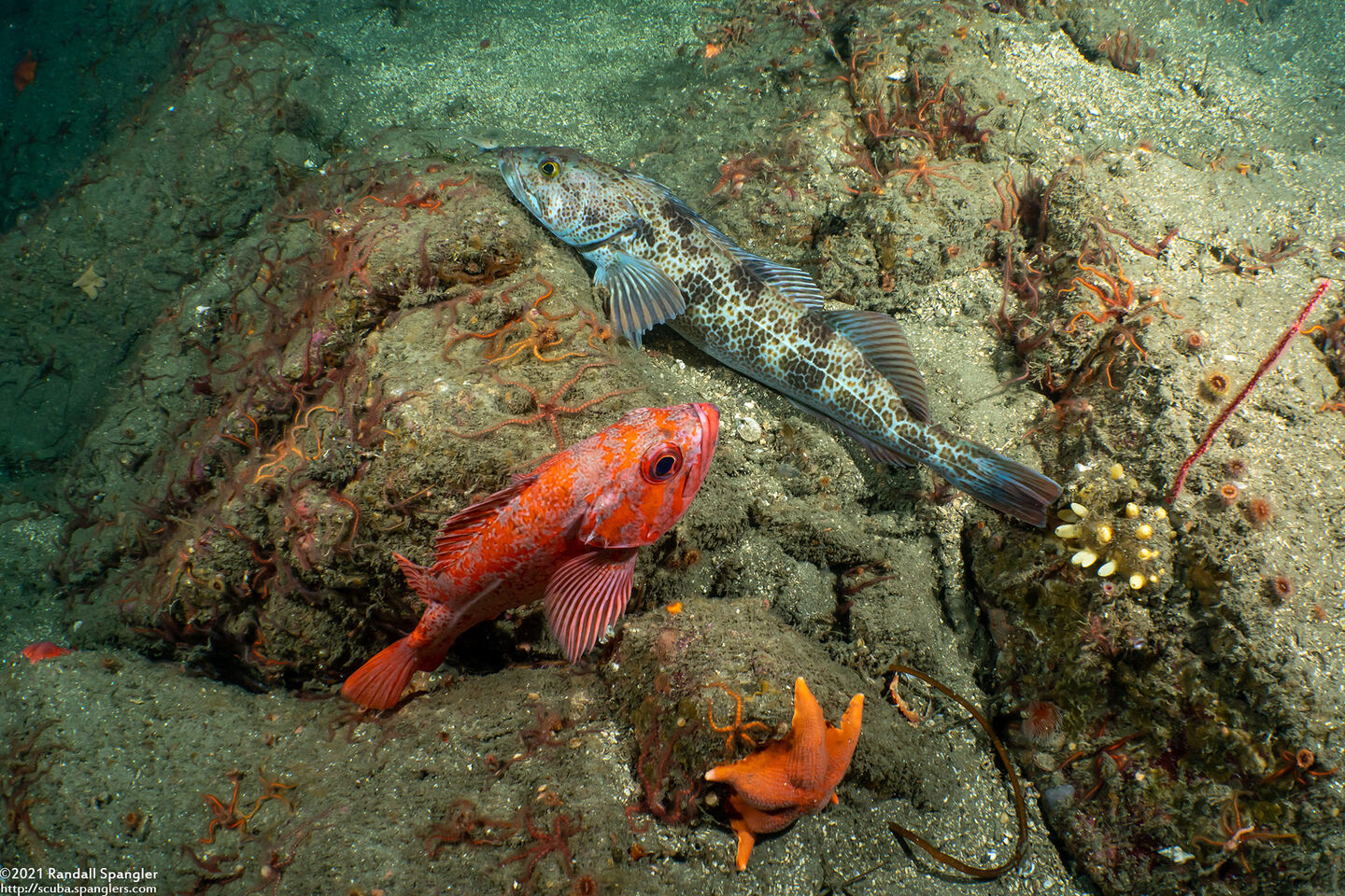 Ophiodon elongatus (Lingcod)