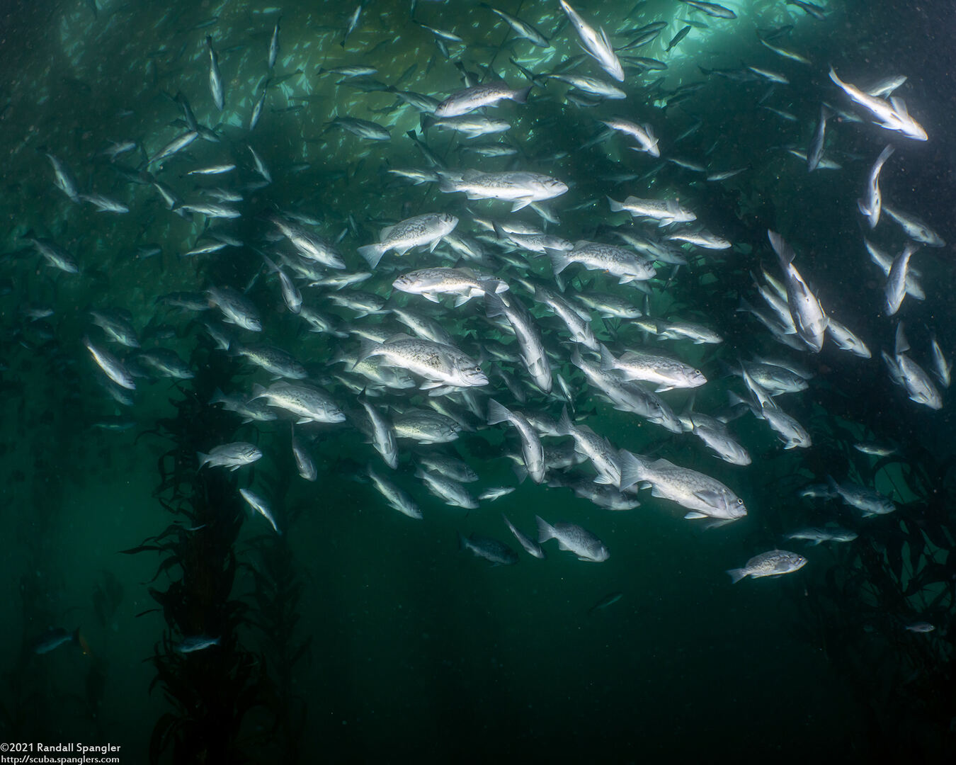 Sebastes mystinus (Blue Rockfish)