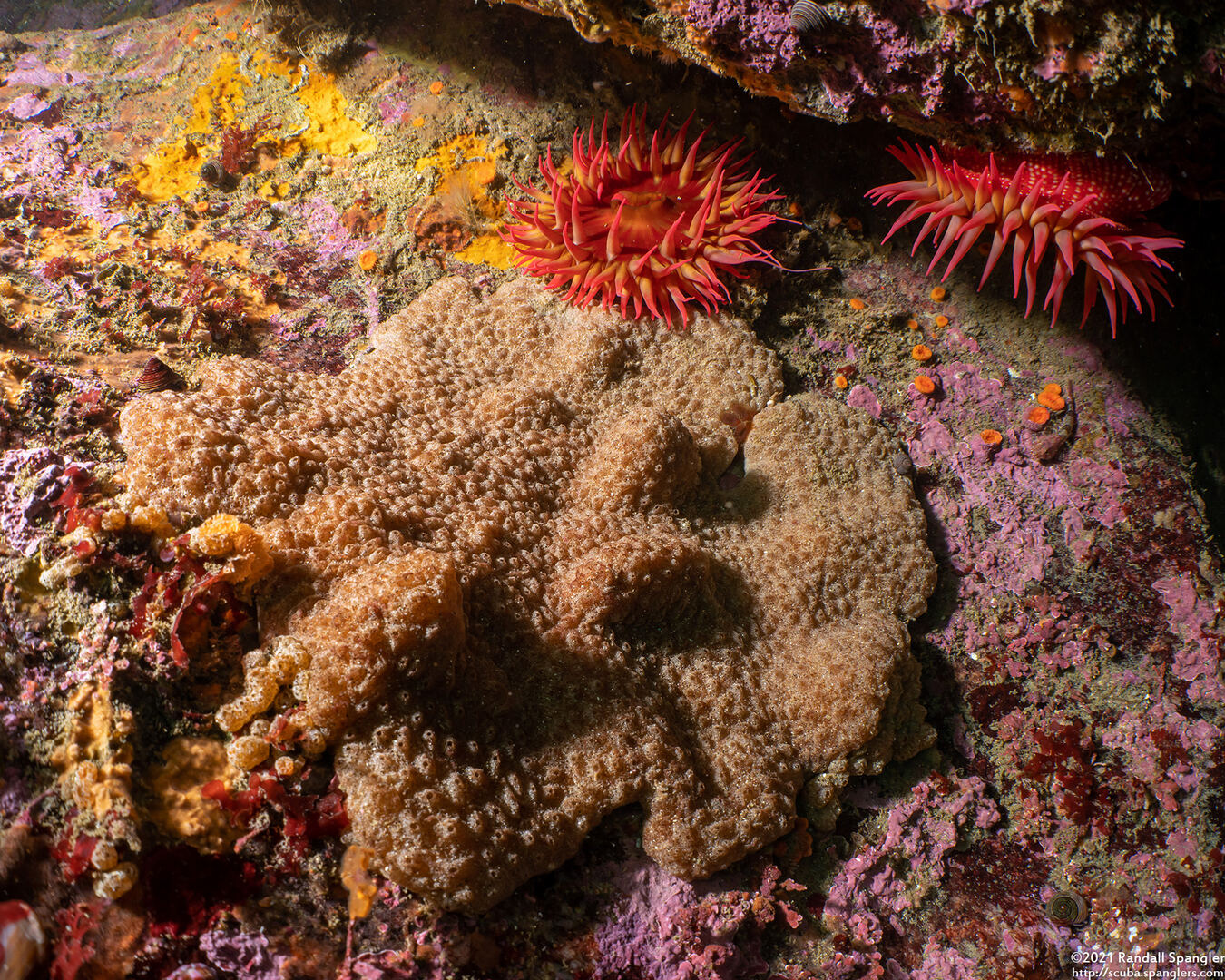 Eudistoma psammion (Eudistoma psammion)