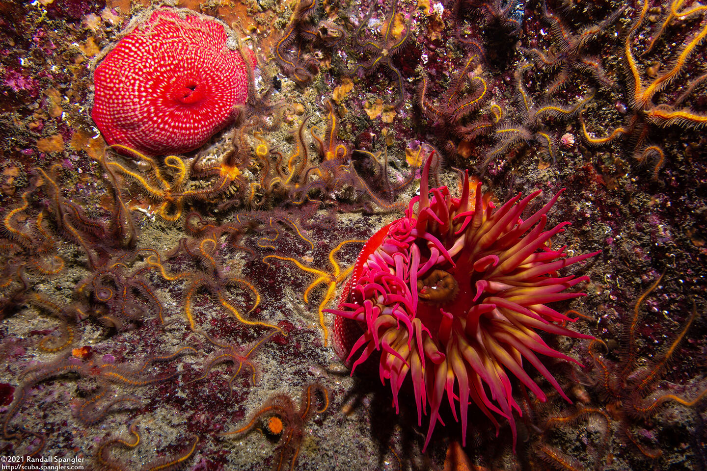 Urticina eques (White-Spotted Rose Anemone)