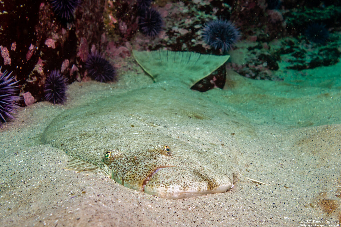 Paralichthys californicus (California Halibut)
