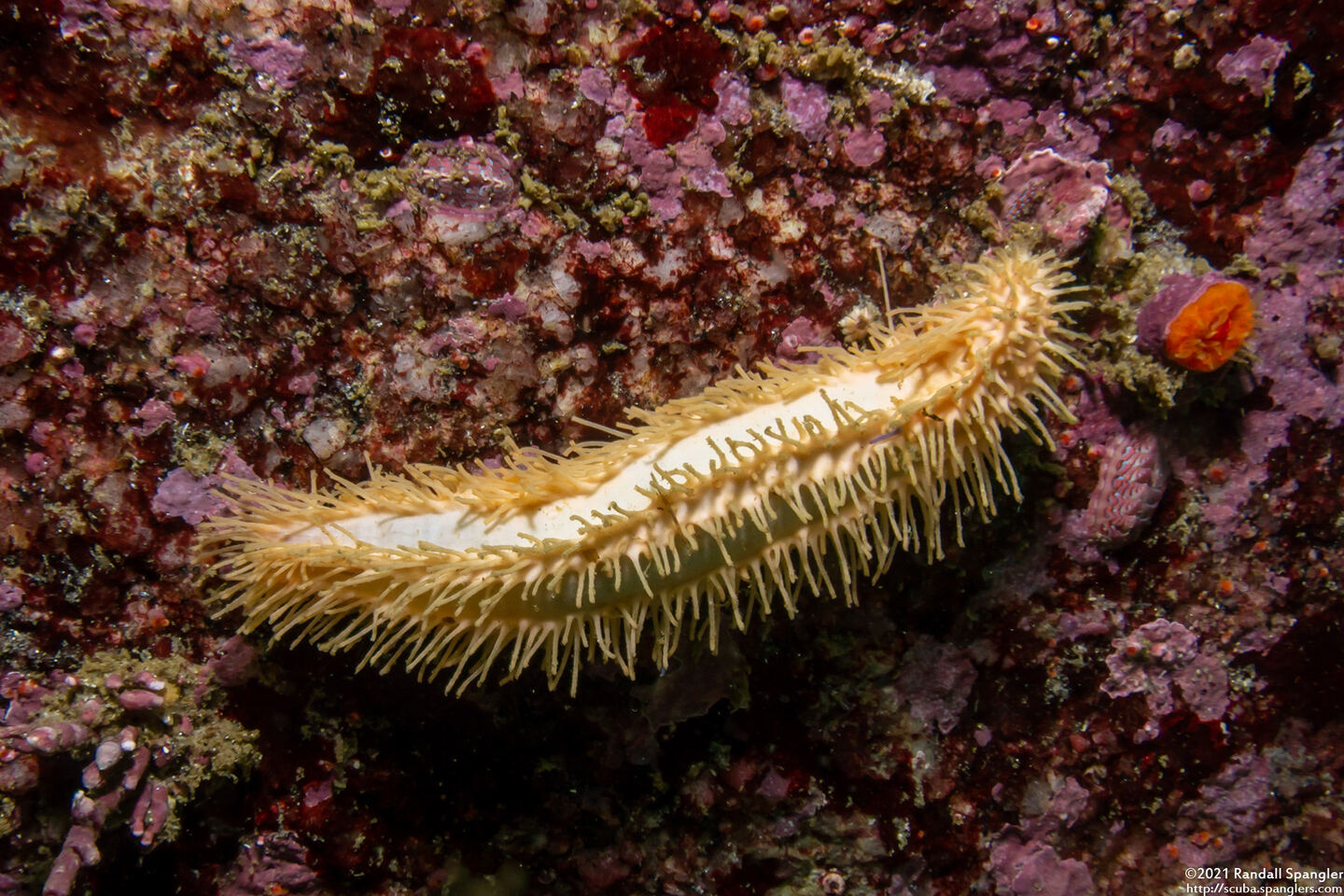 Eupentacta quinquesemita (White Sea Cucumber)